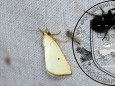 Aegle-kaekeritziana_лёт_2